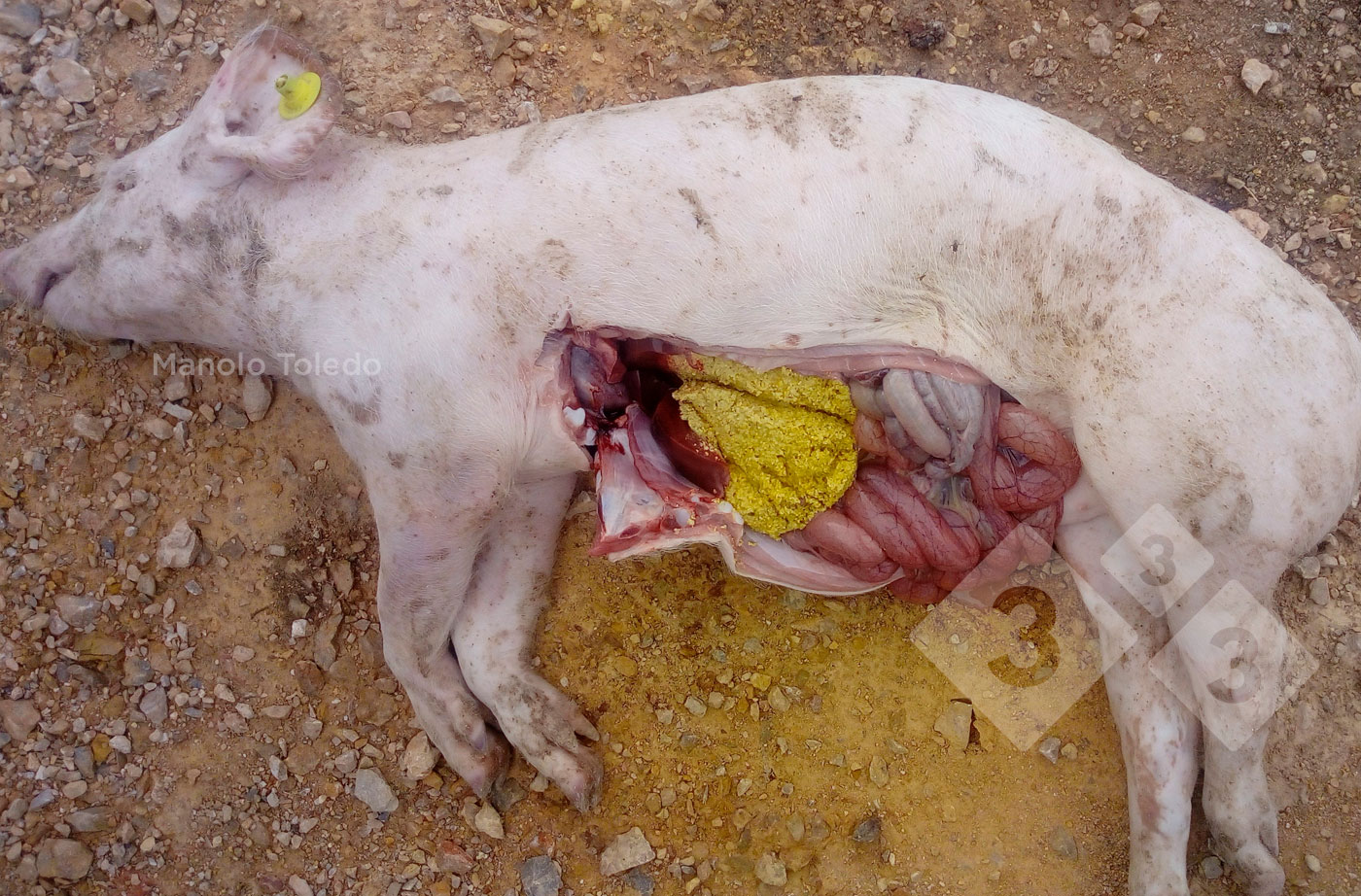 <p>Fot.2. Objawy sekcyjne&nbsp;<em>Streptococcus suis</em> u prosięcia po odsadzeniu</p>
